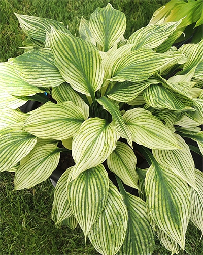 Хоста Сильвер фезер