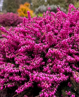 Эрика дарлиенская Крамерс Роут