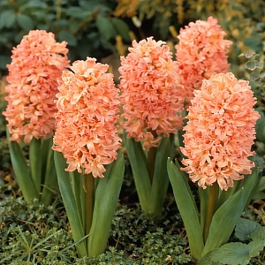 Гиацинт Джипси Квин