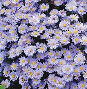 Астра новобельгийская Октоберфест