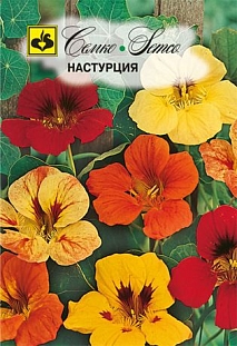 Цветы Настурция вьющаяся