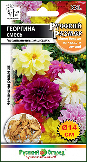 <div>
 Семена Георгина Русский размер, смесь.
</div>
 Замечательная цветочная смесь многолетних и любимых нами декоративных растений семейства Астровых. Без преувеличения скажем, что георгины любят все, ведь это потрясающей красоты, неприхотливые, долго цветущие растения, которые можно встретить практически в каждом саду, где хозяева решают украсить пространство лучшими цветами. При этом им хочется не тратить много времени на уход, а также не переживать за цветы во время краткосрочных засух. В достижении этих целей георгины просто необходимы, особенно когда они окрашены в такие сочные оттенки!<br>
 <br>
 Георгина Русский Размер способна превзойти своих сородичей, ведь эта смесь является гибридом, который был выведен путем долгой селекционной работы и отличается ото всех известных сортов гигантскими размерами соцветий! И получить такие впечатляющие результаты можно непосредственно в первый сезон. То есть усидчивому садоводу не нужно будет как раньше, пересаживать кусты от соседей, чтобы получить понравившийся окрас или внешний вид георгины. Достаточно посадить семена в прогретую землю и регулярно их поливать, что особенно хорошо сказывается на развитии корневой системы. Появятся всходы, которые очень быстро превратятся в компактные кусты и гибрид подарит вам великолепные махровые и полумахровые соцветия, отблагодарив за старания по уходу за ним.<br>
 <br>
Георгина Русский Размер эффектно выглядит в живом цветнике, но и в срезанном виде эти цветы неизменно вызывают прилив восхищения. Ярчайшие краски поднимут вам настроение и вызовут настоящий восторг! Ведь белоснежно-белые, лимонные, солнечно-желтые, красные и карминные соцветия – настоящие вестники лета, красоты и радости!