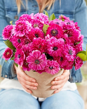 Ветреница (анемона) корончатая Фуллстар Пинк