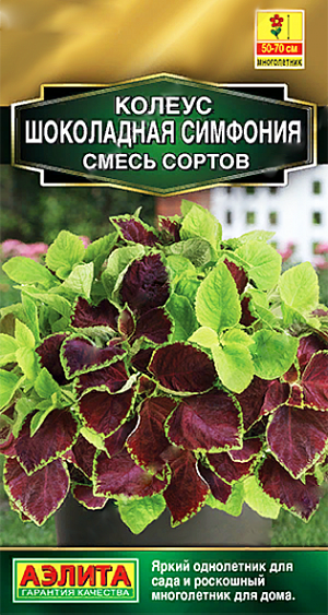 <b>Колеус "Шоколадная симфония"<br>
 </b><br>
 Изысканная, контрастная смесь колеусов. Семена заключены в специальные гранулы с помощью прогрессивной технологии. Благодаря этой концепции каждая гранула содержит в себе все сорта смеси. <br>
 <br>
 Насыщенные, глубокие оттенки и бархатистая фактура листьев – залог красоты вашего сада или домашнего подоконника. Растения крепкие, с отличным боковым ветвлением, высотой 50-70 см, ширина кустиков 30-45 см. Смесь быстрорастущая, неприхотливая, подходит для оформления различных типов цветников, для объемных вазонов и контейнеров.Семена в мульти-пиллях! В контейнерах диаметром 25-30 см рекомендуется выращивать не более 5 растений. Емкость с посевами накрывают стеклом для сохранения постоянной влажности до всходов. При достижении растениями высоты 7-8 см проводят формирующую прищипку. В открытом грунте не зимует!<br>