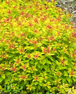 Спирея японская Мейджик карпет