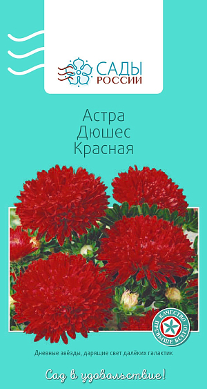 Астра Дюшес Красная

Ярко-красная. Куст колонновидный с крепкими густооблиственными цветоносами и махровыми шаровидными соцветиями диаметром 10–12 см. Холодостойка, выносит слабые заморозки до −3 °С.
