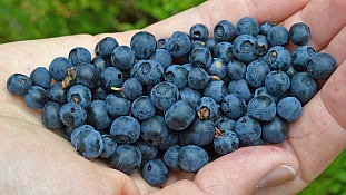 Черника обыкновенная