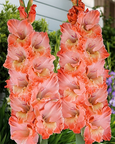 Гладиолус Барбизон