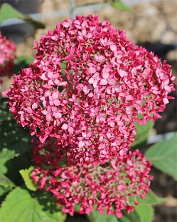 Гортензия древовидная Руби Аннабель