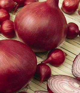 Семена Лук репчатый Ред Барон
