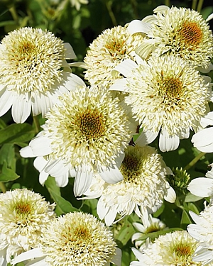 Эхинацея Милкшейк