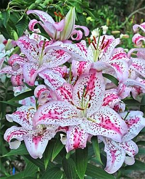 Лилия восточная Солюшн