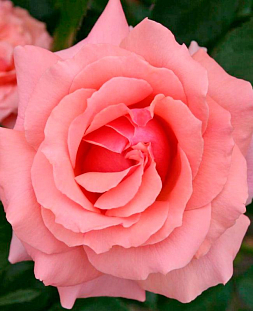 Роза флорибунда Поэзия