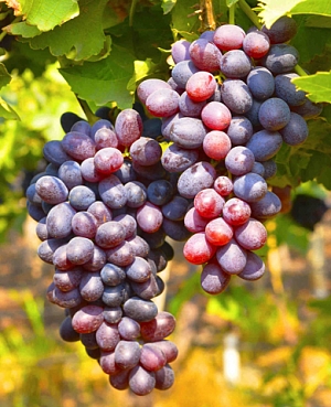 Саженцы Виноград Кишмиш Юпитер