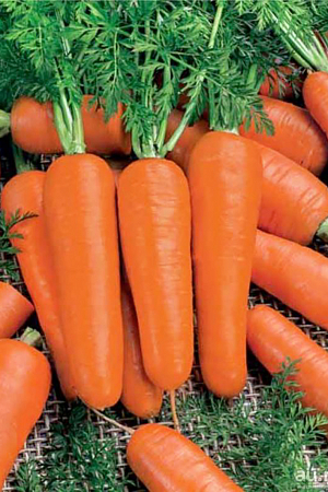 Семена Морковь Марлинка