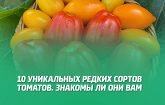 10 УНИКАЛЬНЫХ РЕДКИХ СОРТОВ ТОМАТОВ. ЗНАКОМЫ ЛИ ОНИ ВАМ? 