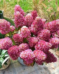 Гортензия метельчатая Редлайт