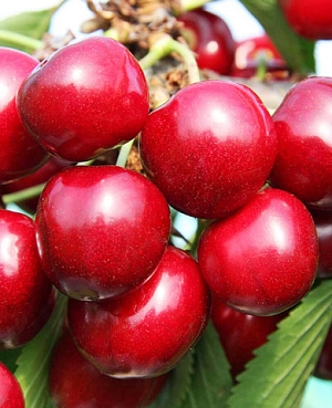 Саженцы Черешня Санберст