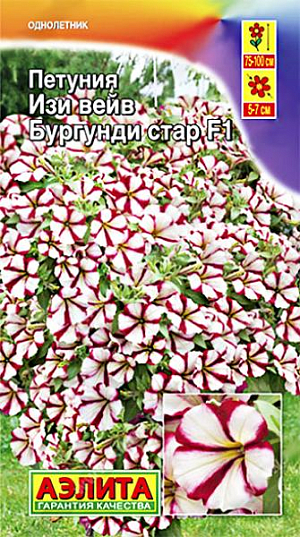 Семена Петуния Изи вейв бургунди стар F1.<br>
 <br>
 Знаменитый ампельный гибрид с обильным цветением. Один из самых лёгких в выращивании. Формирует цветущий «купол» высотой 20-25 см. над кашпо и интенсивно наращивает плети длиной 75-100 см. В ландшафтном варианте образует сплошной красочный ковер высотой 15-30 см., в зависимости от расстояния между кустами. Цветение плотное (не видно листвы). Цветки имеют нежный фиалковый аромат. При контейнерном выращивании необходимо обеспечить не менее 7-8 л. грунта на одно растение.<br>
