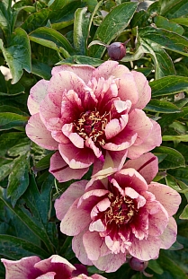 Пион ИТО-гибрид Олл Зет Джаз