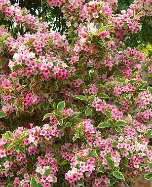 Вейгела Сюзанна