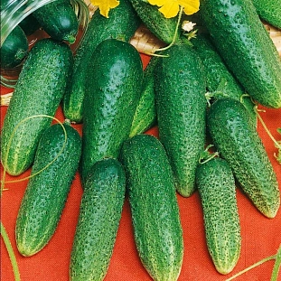 Семена Огурец Конни F1