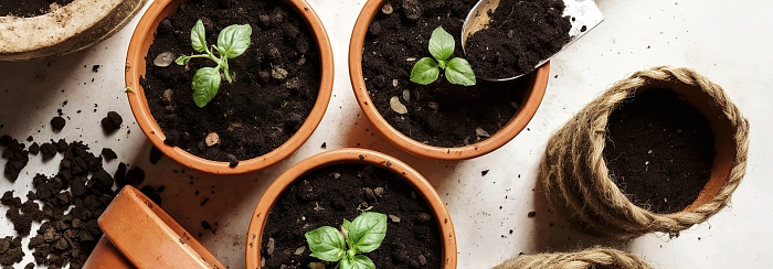 Витаминный конвейер. Организация «зимнего огорода» и выращивание зелени на подоконнике