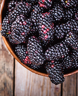 Саженцы Ежевика Блэк Джем