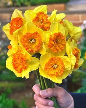 Нарцисс Берлин