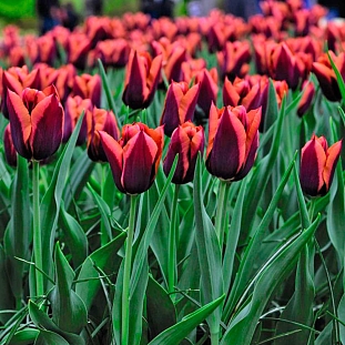 Тюльпан триумф Слава