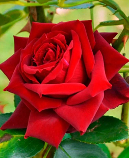 Роза чайно-гибридная Лавли Ред