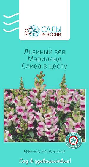 Львиный зев Мэриленд Слива в цвету

Яркий, ни с чем не сравнимый красавец с многочисленными прочными побегами, несущими эффектные стройные кистевидные соцветия "цветков-собачек". Сеянцы растут медленно. Полив производить умеренно в утреннее время. Посадка осуществляется в хорошо увлажненный грунт. Теплолюбивый и холодостойкий. Рассаду высаживают в грунт после того, как минует угроза возвратных заморозков.