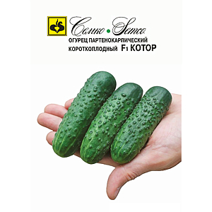 Семена Огурец Котор F1