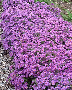 Астра кустарниковая Вудс Перпл