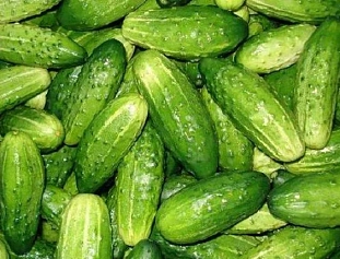 Семена Огурец Нежинский