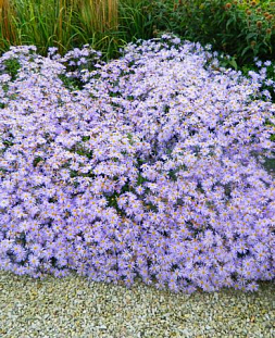 Калимерис Блю Стар