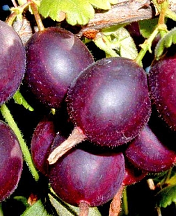 Крыжовник Северный капитан