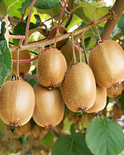 Саженцы Актинидия коломикта Закарпатье