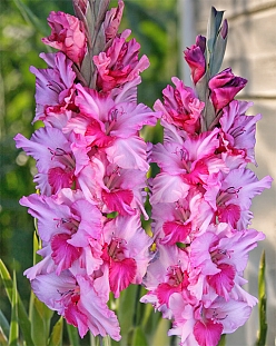 Гладиолус Арина