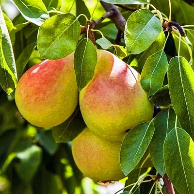 Саженцы Груша Сокровище