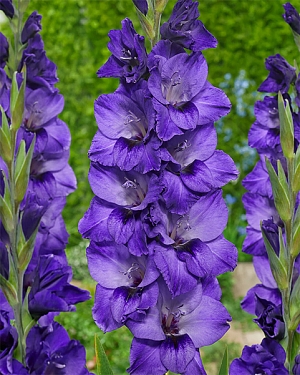 Гладиолус Куки