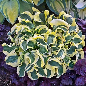 Хоста Мини Скерт