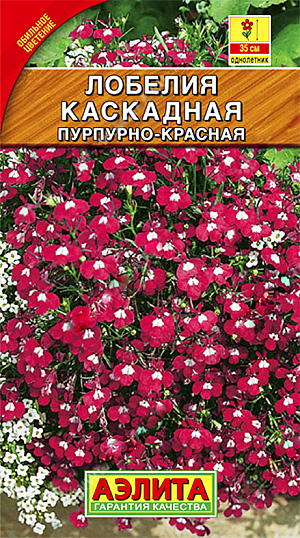 Семена Лобелия Каскадная пурпурно-красная.
При выращивании в контейнерах этот сорт лобелии образует изящные каскады из множества мелких цветочков. Свисающие побеги длиной около 30 см цветут с июля до заморозков. Предназначен для выращивания на балконах, в висячих корзинах, уличных вазах. Хорошо удается в садовых цветниках, где растения приобретают стелющуюся форму, укореняются в узлах и образуют пышные ковры. 
Агротехника. Посев.Выращивают рассадным способом. Семена не заделывают, они прорастают на свету. Посевы увлажняют из распылителя и накрывают стеклом. Всходы появляются примерно через 10 дней, растут медленно. Пикируют сеянцы через 3 недели после всходов, группками по 3-4 штуки. Рассаду высаживают в открытый грунт с середины мая. Лобелия светолюбива, влаголюбива, требует легких, нейтральных по кислотности почв с невысоким содержанием органики.