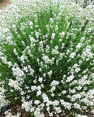 Лаванда узколистная Арктик Сноу