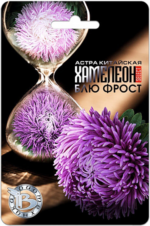 <div>
 Семена Астра китайская Хамелеон Блю Фрост.
</div>
<p>
 Зачем покупать несколько расцветок астры? Достаточно посадить Астру – Хамелеон и вот она Магия! Сегодня цветок был одного цвета, а завтра уже другого!
</p>
<p>
 Неповторимый сюрприз – распустившейся цветок, со временем меняет свой цвет, да так, что на одном кусте оказываются цветки разного цвета!
</p>
<p>
 Хамелеон – волшебство и очарование.
</p>
<p>
 Форма цветка и расцветка подтверждена грунт-контролем данной партии. Однородность растений обеспечена калибровкой семян.
</p>
<p>
 Особая пирамидальная форма куста, имеющего высоту 65-75 см, с очень прочными стеблями с характерным ветвлением у основания
</p>
<p>
 Уникальная форма цветка – корзинка состоит из свернутых в трубочку и слегка закрученных по спирали внешних лепестков и загнутых к центру, в виде когтей дракона, внутренних лепестков
</p>
<p>
 Диаметр цветка составляет 10-12 см
</p>
<p>
 Побеги второго порядка мощные и одинаково хорошо развиты, что позволяет получить с одного куста 8-10 цветков для срезки.
</p>
<p>
 Посев: март - апрель для цветения в августе-сентябре. Семена равномерно распределяют по поверхности подготовленного стерильного (для избежания поражения сеянцев черной ножкой) грунта, слегка присыпают субстратом, полив теплой водой.
</p>
<p>
 Прорастание: 12-16 дней при температуре 15-20 °С.
</p>
<p>
 Пикировка: в фазе 2-3 настоящих листьев растения пикируют в горшки диаметром 6 см. Оптимальная температура при выращивании 14-16°С.
</p>
<p>
 Высадка в грунт: рассаду высаживают в грунт в возрасте 40-50 дней. При высадке рекомендуется размещать растения на расстоянии 25 – 30 см друг от друга.
</p>
<p>
 Грунт: богатые гумусом суглинистые почвы, рН 5,5-6,5.
</p>
<p>
 Удобрение: комплексное минеральное, с преобладающим содержанием азота.
</p>
<p>
 Особенности: не рекомендуется выращивать астры на одном месте более одного года. Не допускать плотных посадок, чтобы избежать поражения грибковыми заболеваниями.
</p>