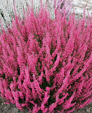 Вереск обыкновенный Афродита