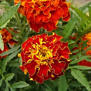 Семена Бархатцы французские Брокат ред