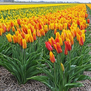 Тюльпан лилиецветный Ванде-Глоб