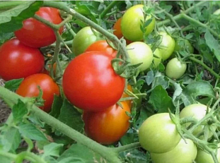 Семена Томат Ирина