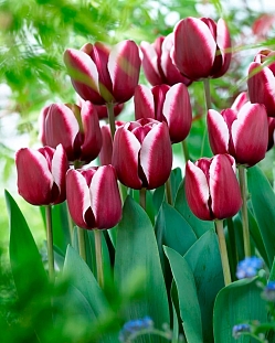 Тюльпан триумф Фонтейнблю